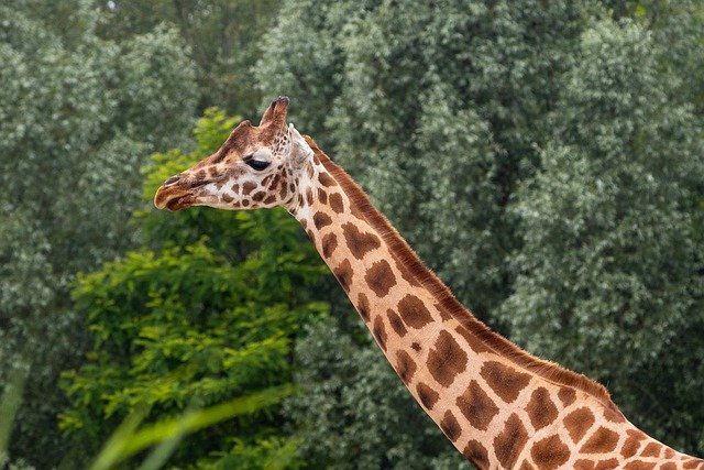 žirafa v ZOO