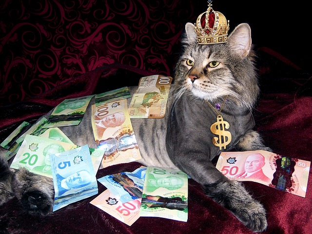 bohatá kočka.jpg